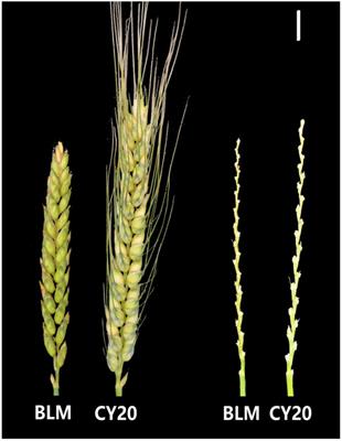 Genetic Dissection of Three Major Quantitative Trait Loci for Spike Compactness and Length in Bread Wheat (Triticum aestivum L.)